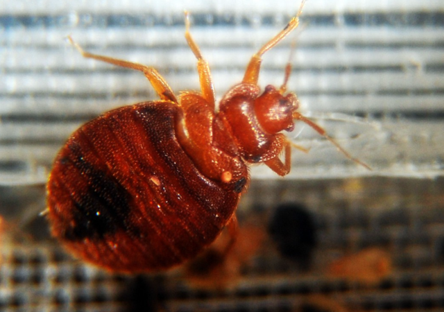 <p>Bed bugs  </p>