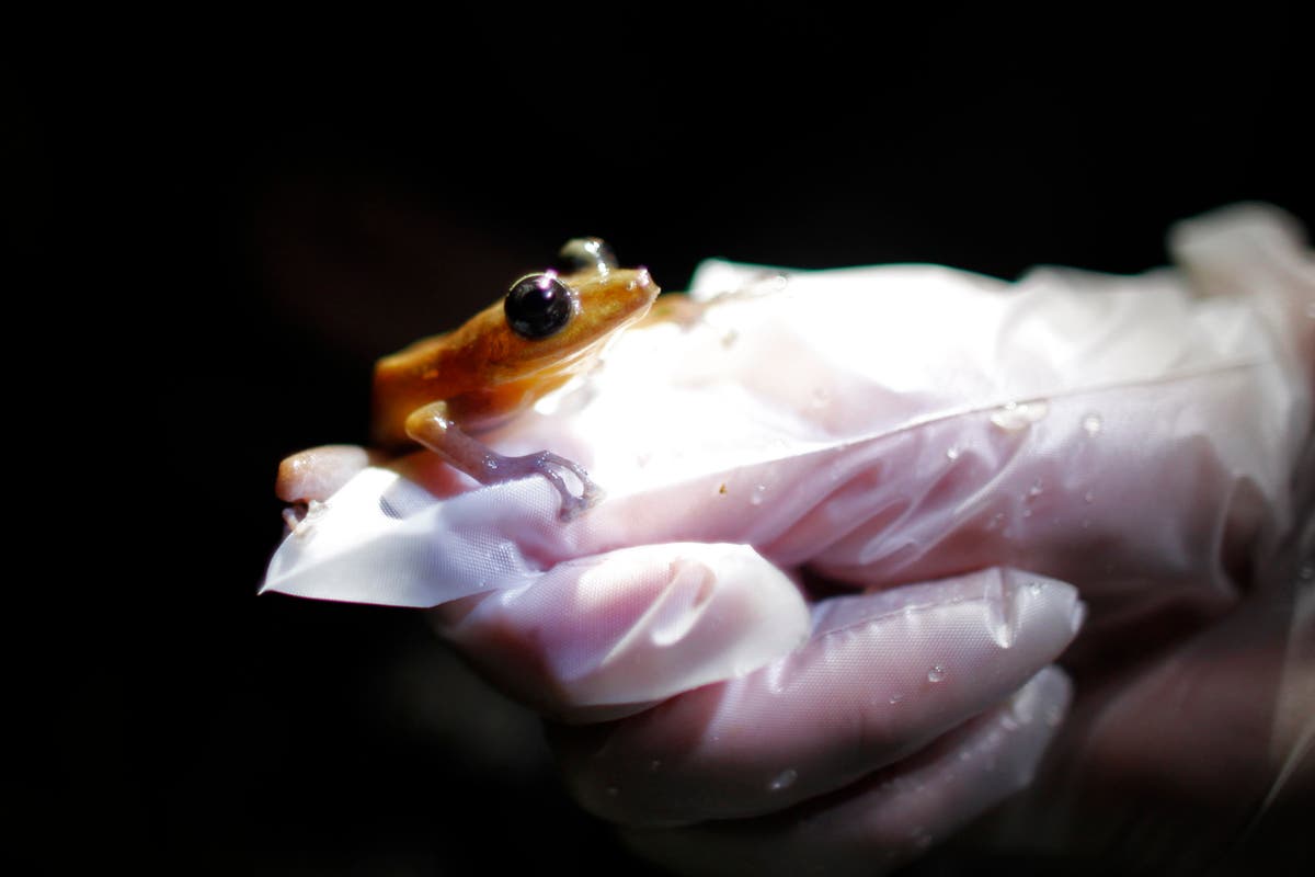 Amphibians are the world's most vulnerable species and threats are increasing