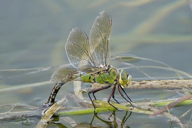 Dragonflies are one group that has been recovering over the last 30 years (Niall Carson/PA)