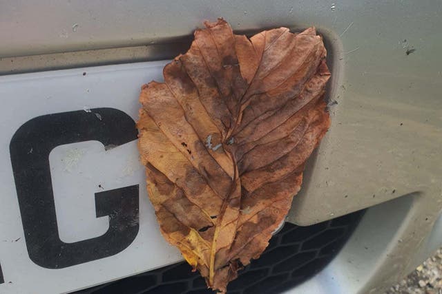 The leaves were attached to the number plate using double-sided tape. (Surrey Police/Surrey Road Safe)