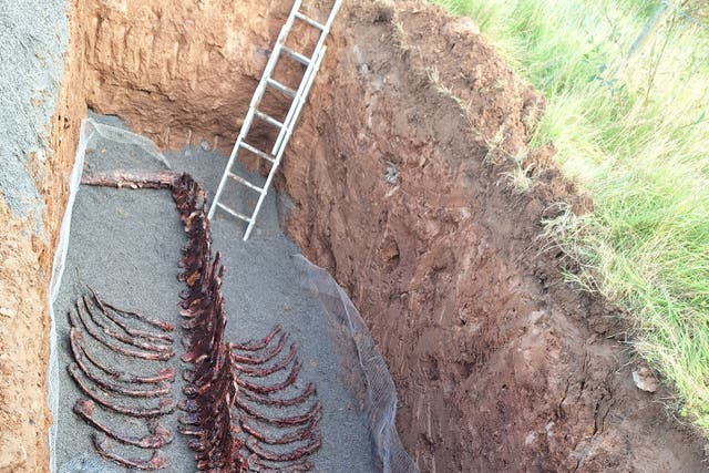 The remains of a northern bottlenose whale found in Northern Ireland (Ingrid Houwers/PA)