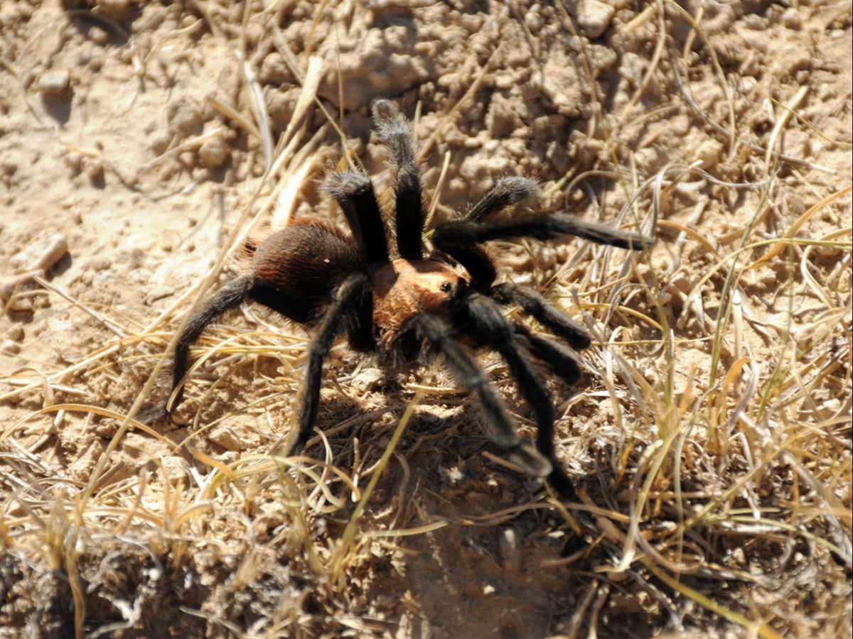 How tarantulas are journeying across Colorado grasslands – for love