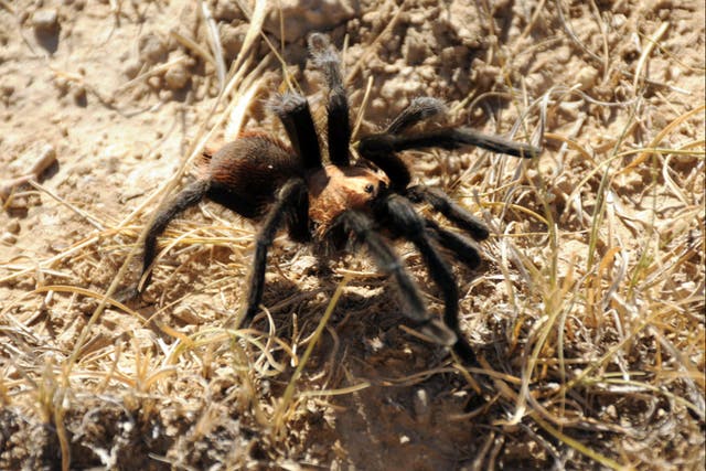 <p>An Oklahoma brown tarantula in southeastern Colorado</p>
