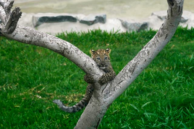 Peru Leopard Cubs
