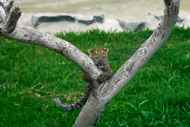 Peru Leopard Cubs