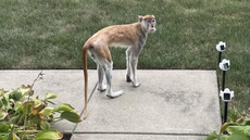 Escaped monkey runs riot in Indianapolis neighbourhood