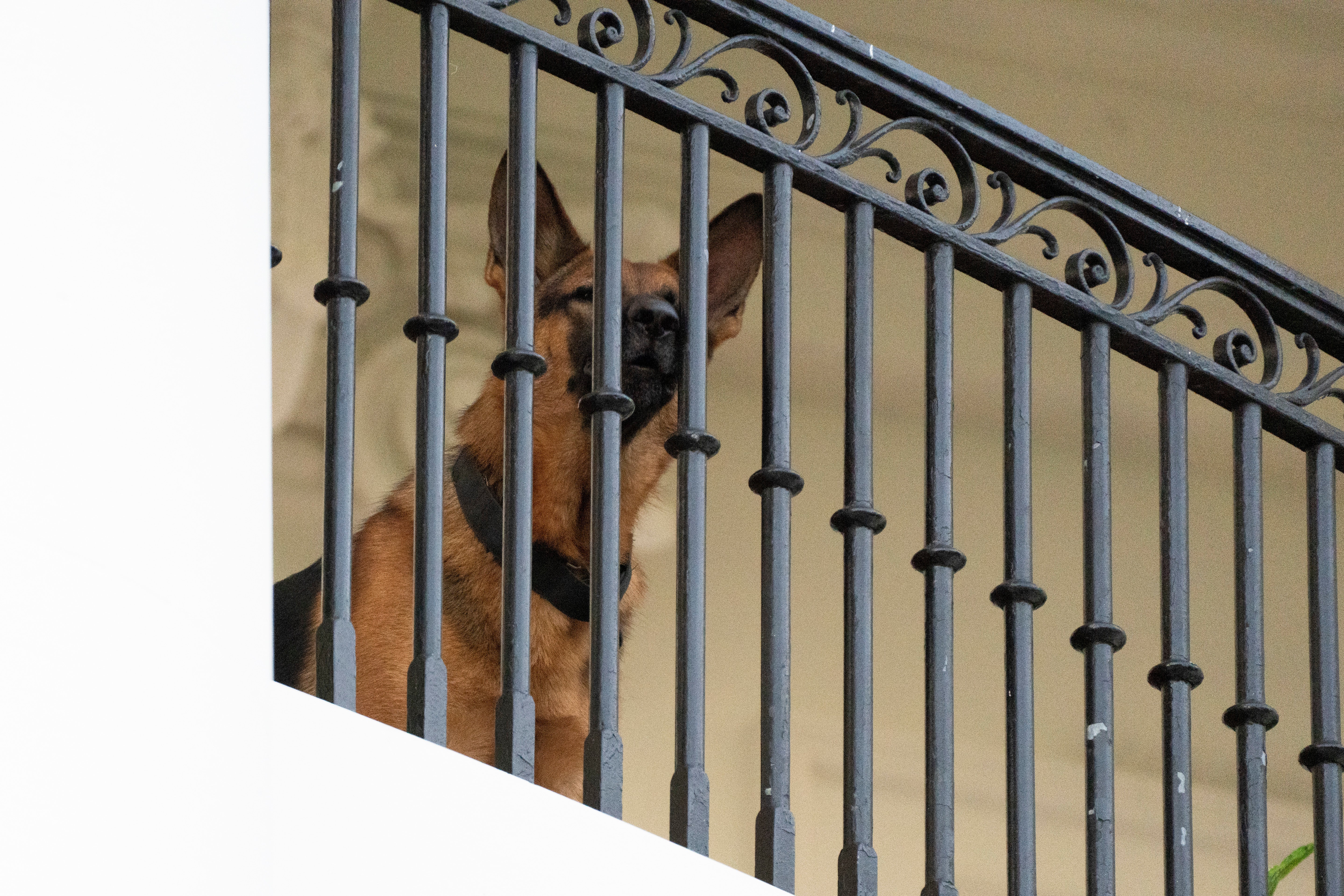 Commander was last seen on Saturday on an upper balcony of the White House.