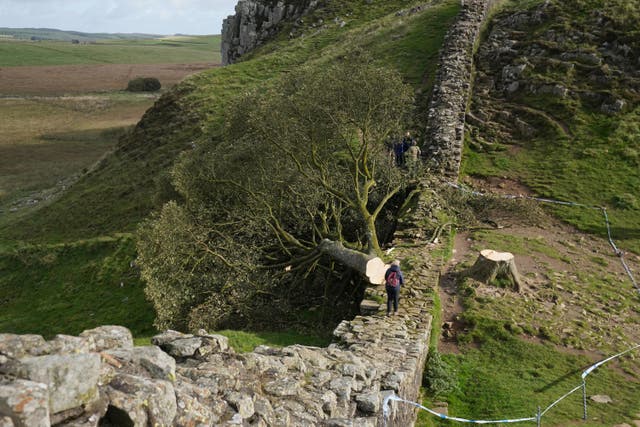 The felled Sycamore Gap tree on Hadrian’s Wall in Northumberland (Owen Humphreys/PA)