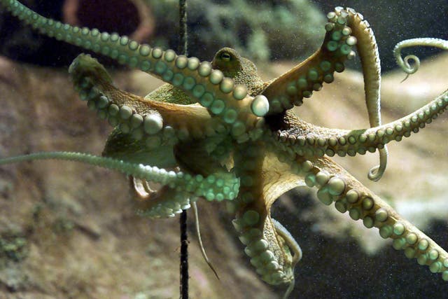 The UK Government has recognised that the octopus is a sentient creature (Chris Ison/PA)