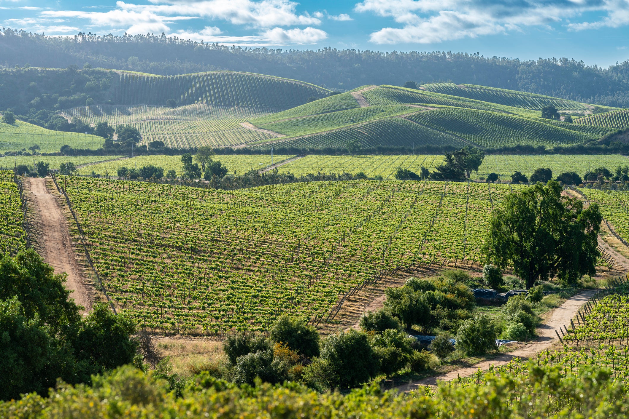 Chile’s best chardonnay and sauvignon blanc is refined in the Casablanca Valley