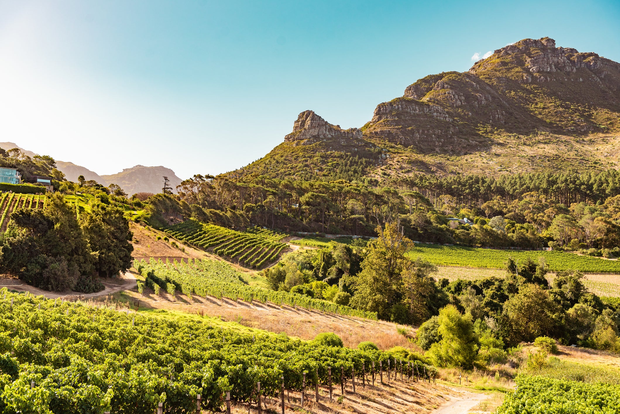From Stellenbosch and Franschhoek, Cape Town’s vineyards produce a fine cabernet sauvignon