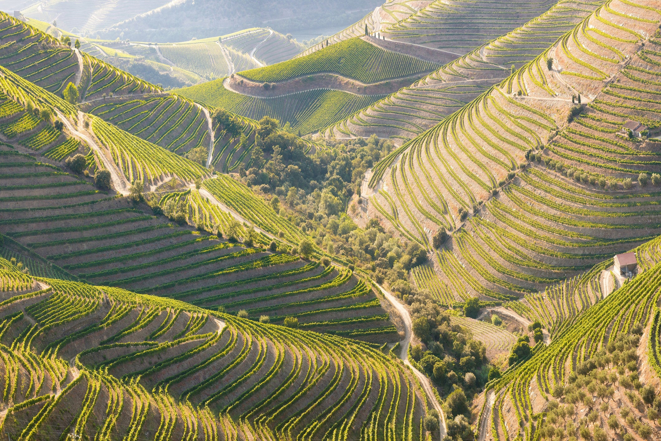 Over 80 vineyards dot the enchanting Douro Valley near Porto