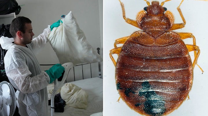 What you need to know about Europe's bedbug panic