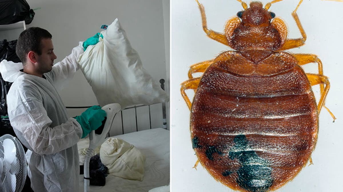 Bedbug callouts spike nearly 200% but is it all in our minds?