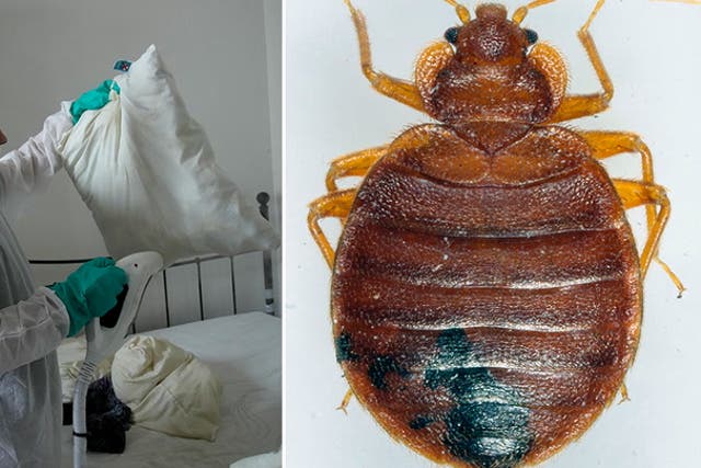 <p>A pest control technician fumigates an apartment as bedbug infestation sweeps Paris</p>