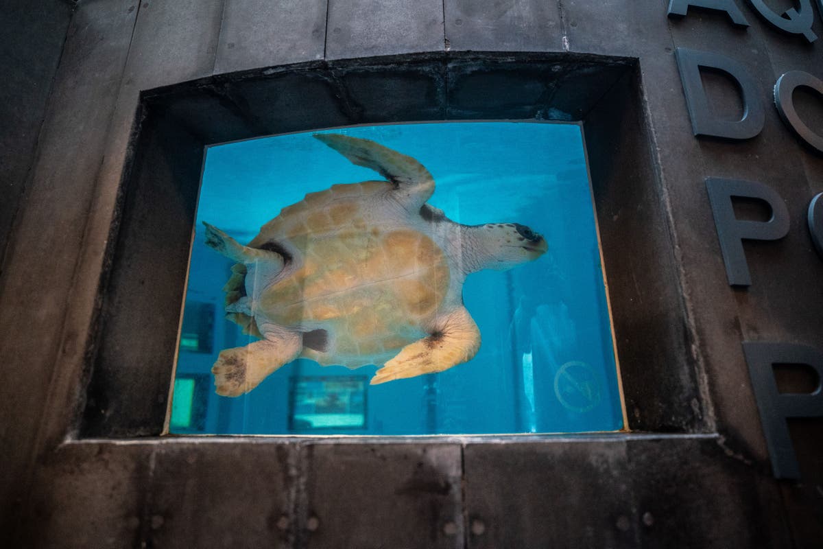 A tartaruga voltou à natureza quase dois anos depois de ter sido encontrada em uma praia escocesa