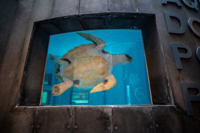 Iona, a loggerhead turtle, was found washed up on a beach in Scotland last year over a thousand miles from her natural habitat (Ben Birchall/PA)