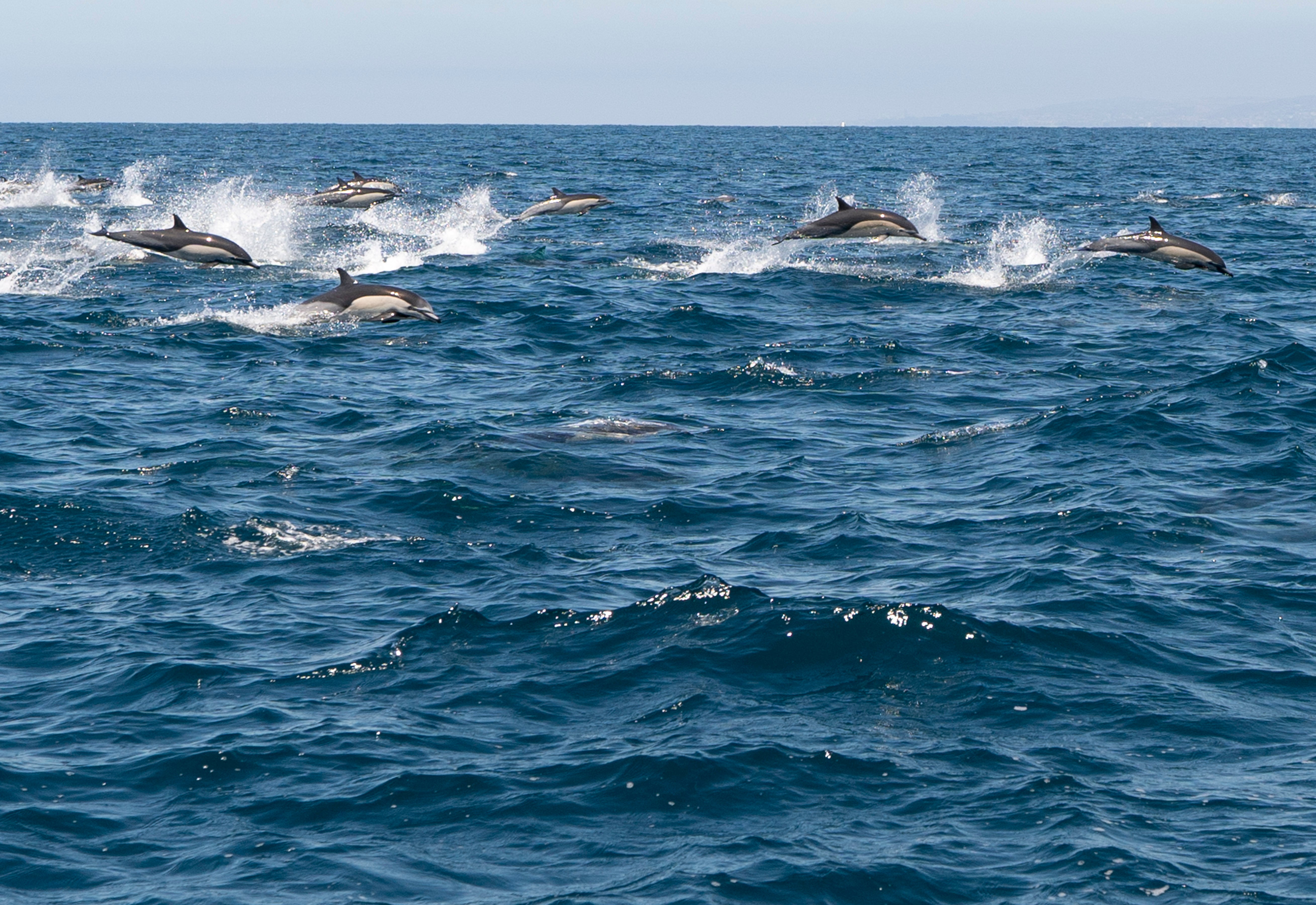 American Whales Climate Change