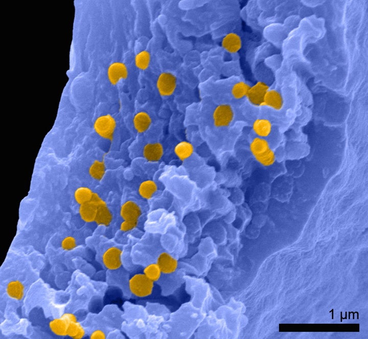 Dr Tiffany Slater at UCC’s School of Biological, Earth, and Environmental Sciences said: "Scientists still don’t know how - or why - phaeomelanin evolved because it is toxic to animals, but the fossil record might just unlock the mystery.”