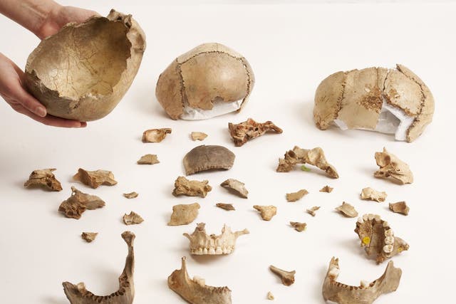<p>Magdalenian bone fragments and skull cups</p>