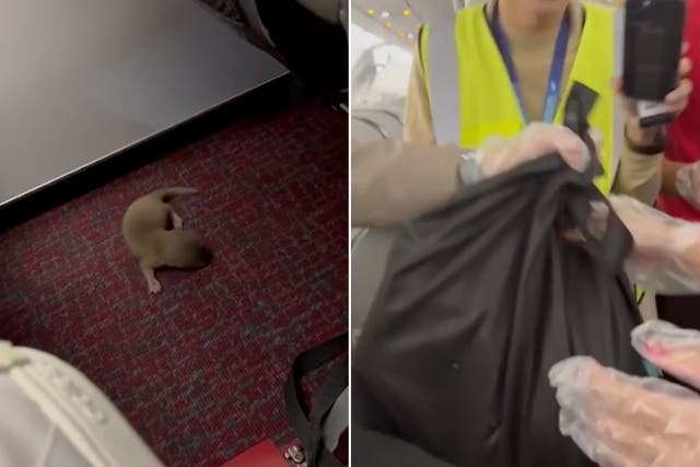 <p>Furry stowaways aboard the aircraft </p>