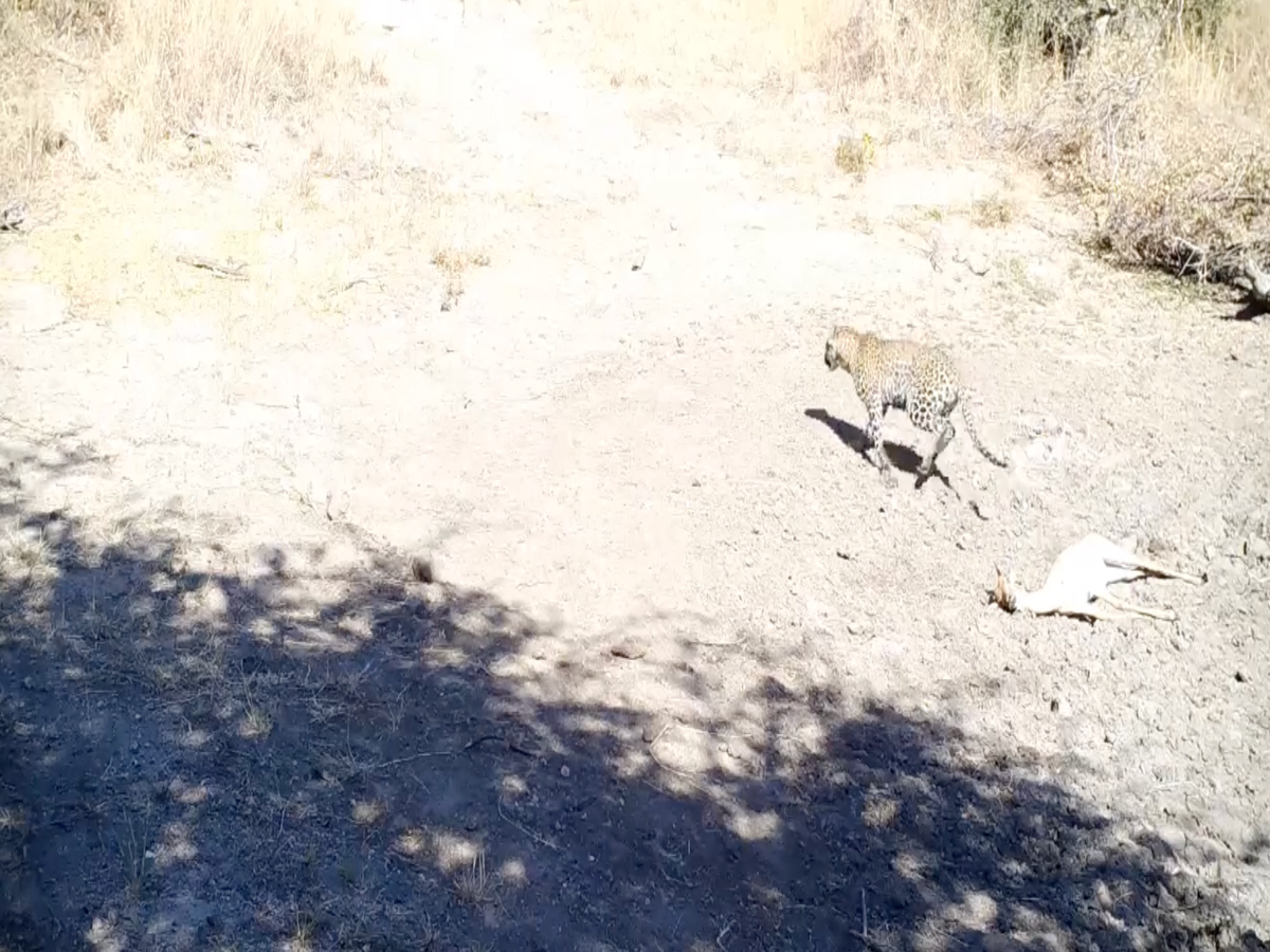 For Wildlife, the Human Voice is Scarier than the Lion's Roar » Explorersweb