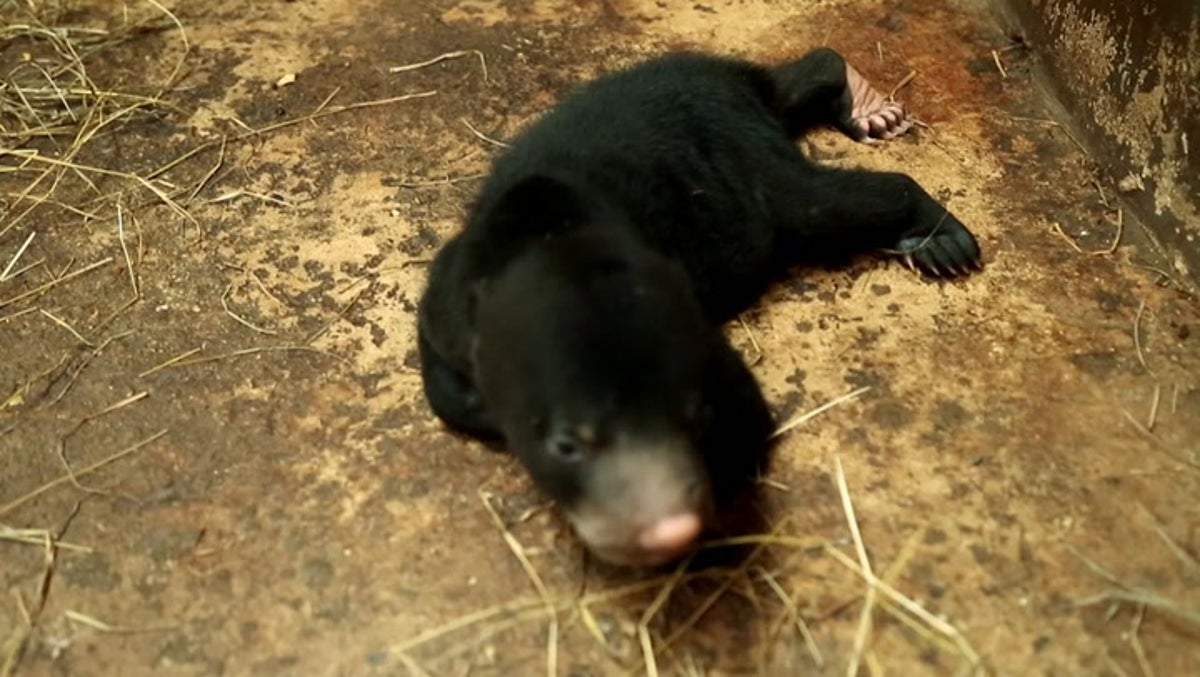 Watch newborn ‘human’ sun bear explore its surroundings at Thai zoo