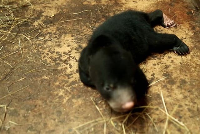 <p>Zookeepers welcome newborn sun bear cub at Thai zoo.</p>