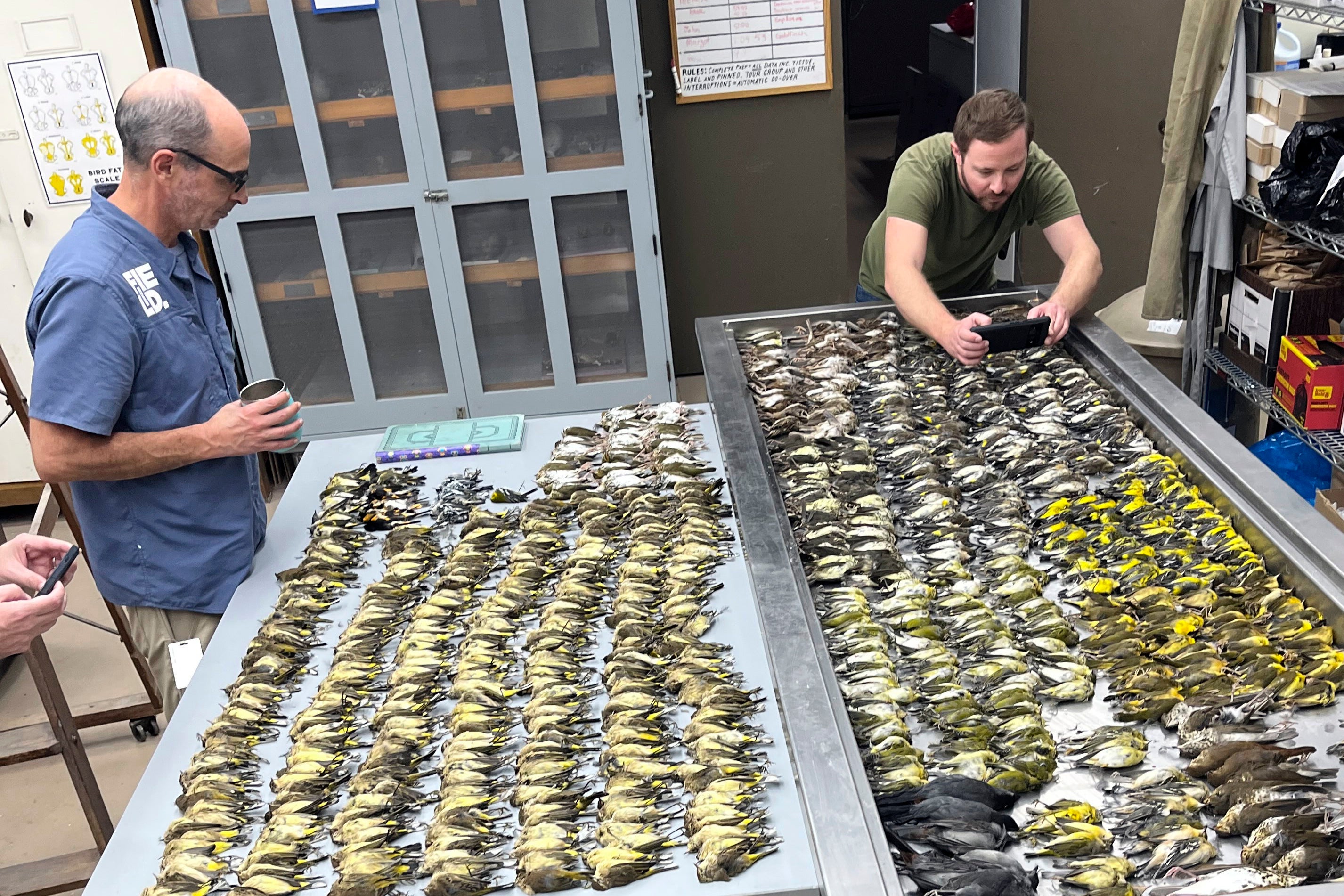 Massive Bird Kill Windows