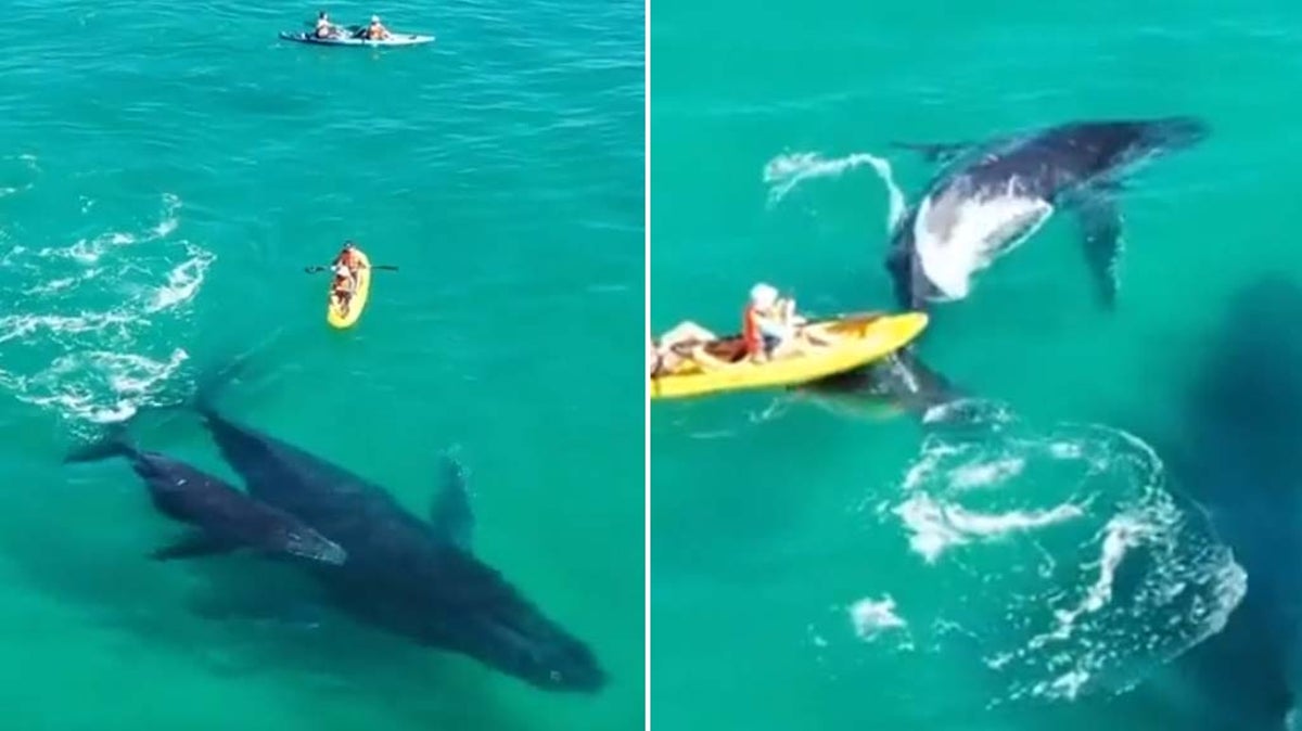 Watch: Baby whale whips tail metres away from kayakers