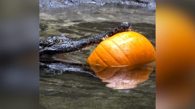 <p>Watch: Crocodile plays with pumpkin at Oregon Zoo's 'Croctoberfest'</p>