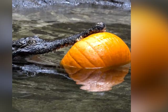 <p>Watch: Crocodile plays with pumpkin at Oregon Zoo's 'Croctoberfest'</p>