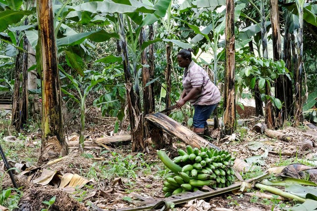 Uganda Banana Fiber Handicrafts