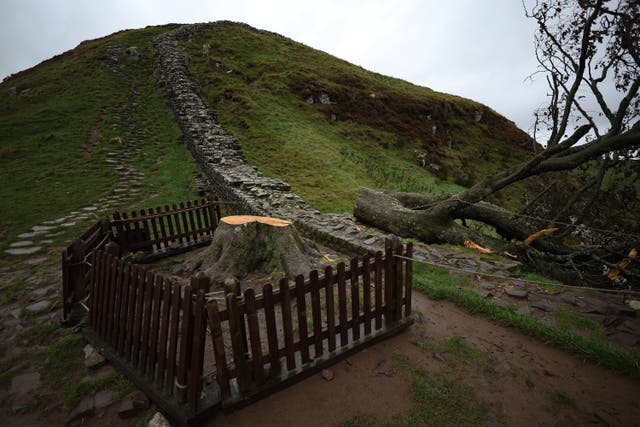 <p>A protective fence surrounds the stump of the recently felled tree at Sycamore Gap</p>