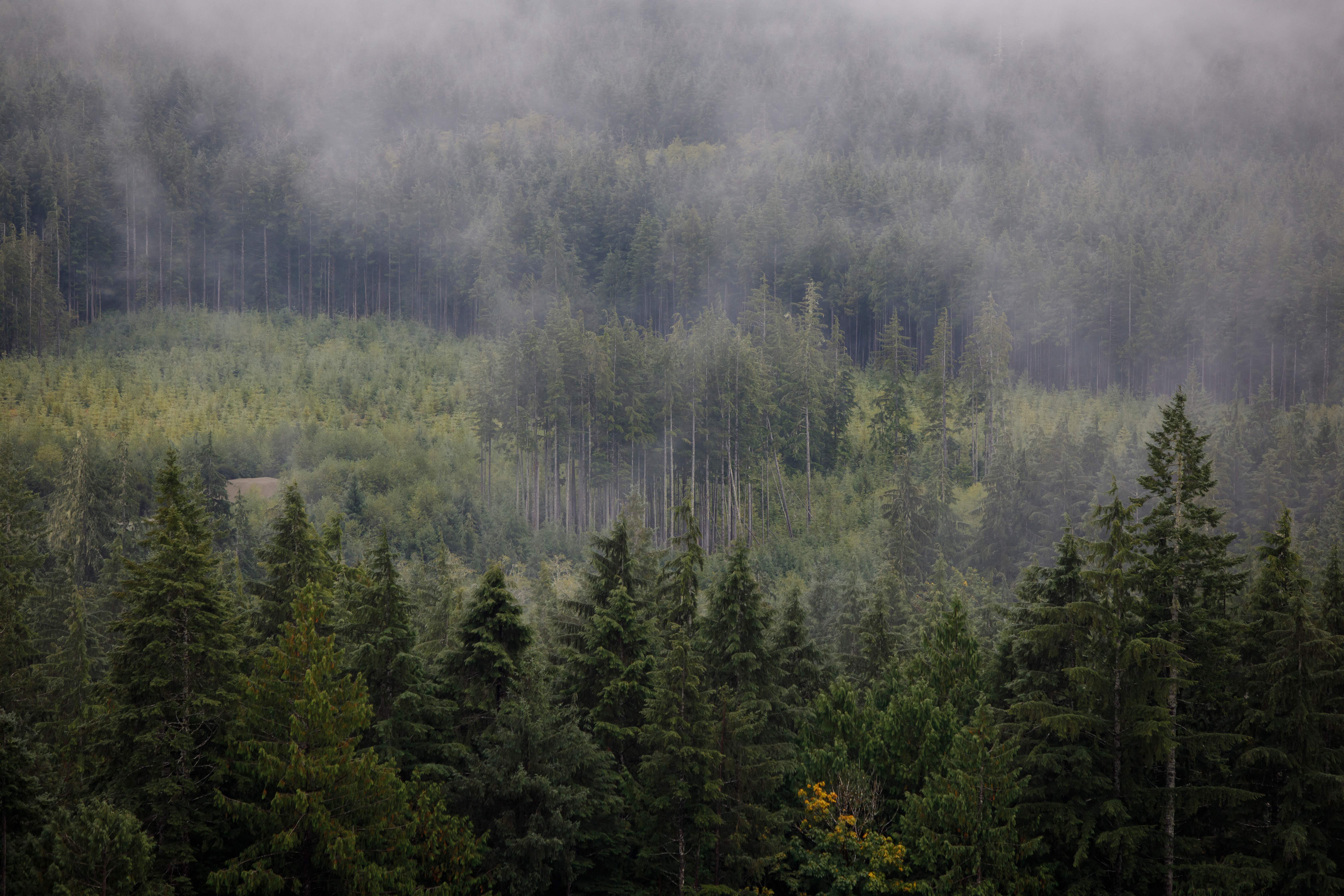 <p>Swaths of trees are seen from a lookout northeast of Port Renfrew on Vancouver Island, Canada</p>