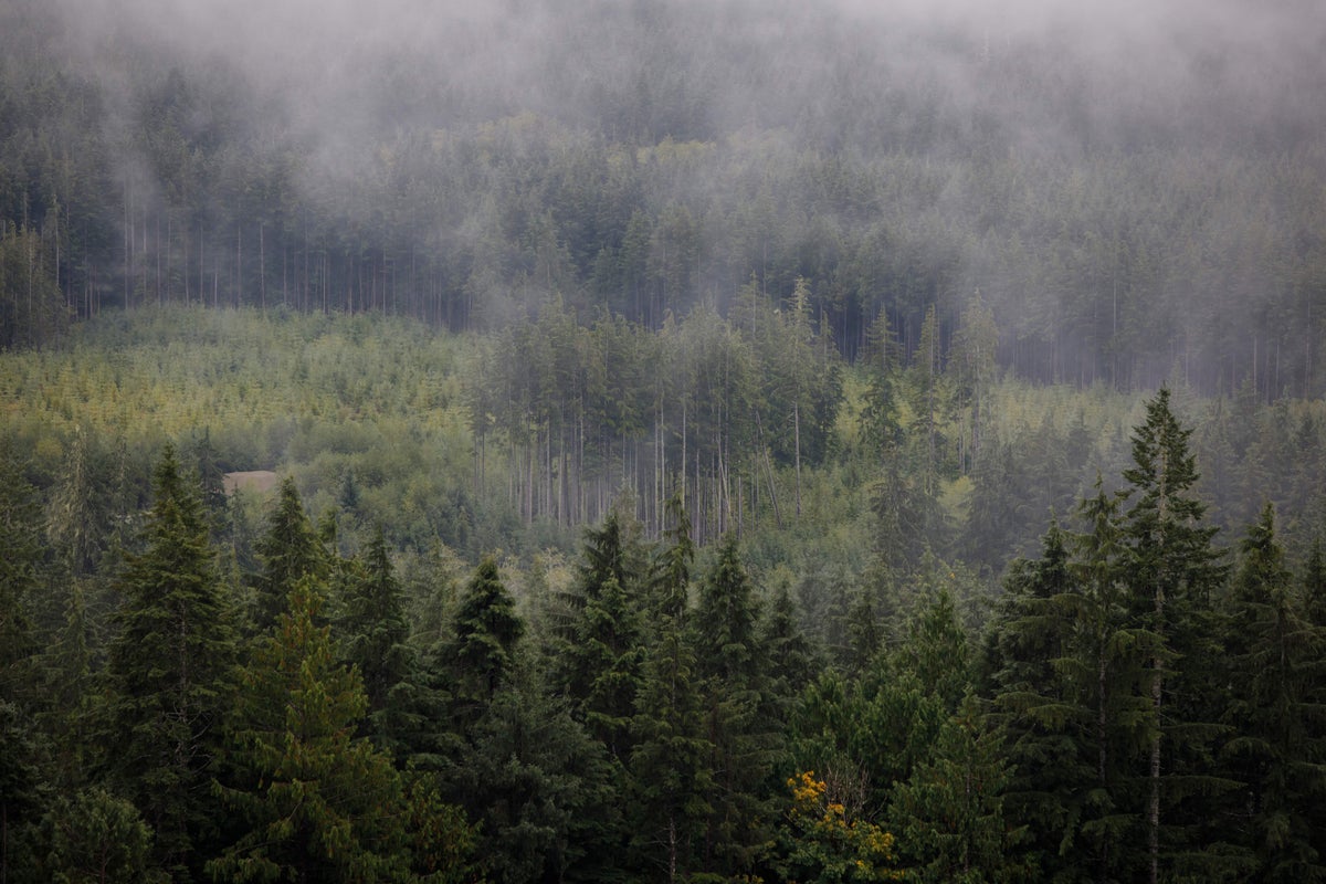 Rare tree hunter in Canada finds ‘freak of nature’ 1,000-year-old cedar