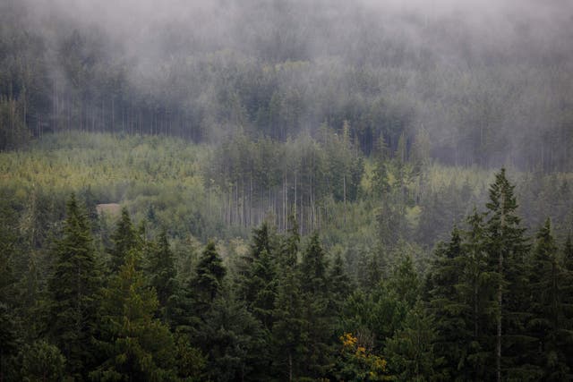 <p>Swaths of trees are seen from a lookout northeast of Port Renfrew on Vancouver Island, Canada</p>