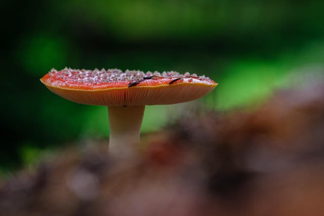 <p>Fungi sprouting from Kew’s Wakehurst gardens in Sussex</p>