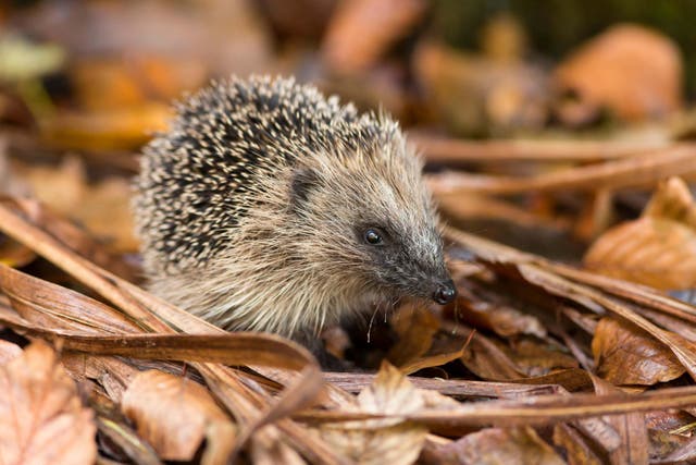 Be mindful of small animals when starting the autumn clear-up in your garden (Alamy/PA)