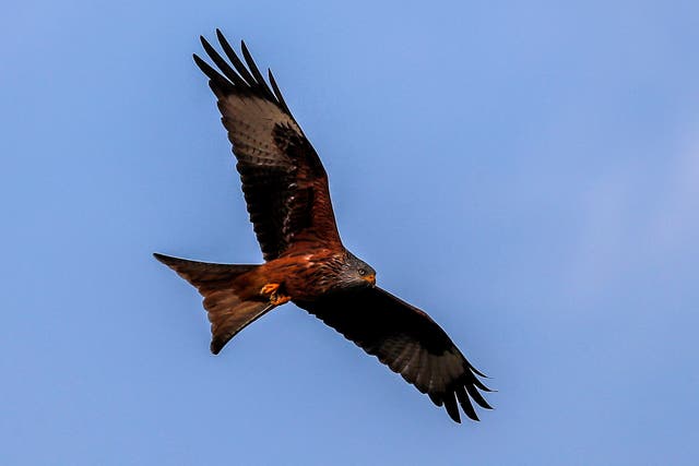 A red kite was recorded as the oldest to survive in Britain and Ireland (Steve Parsons/PA)