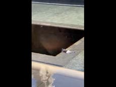 Man arrested after jumping into reflection pool at NYC 9/11 memorial