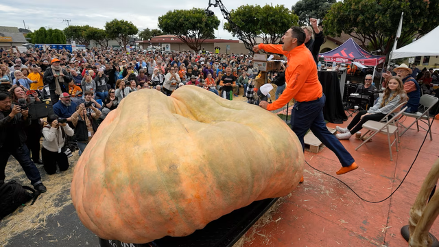 <p>The world-record busting pumpkin on display </p>