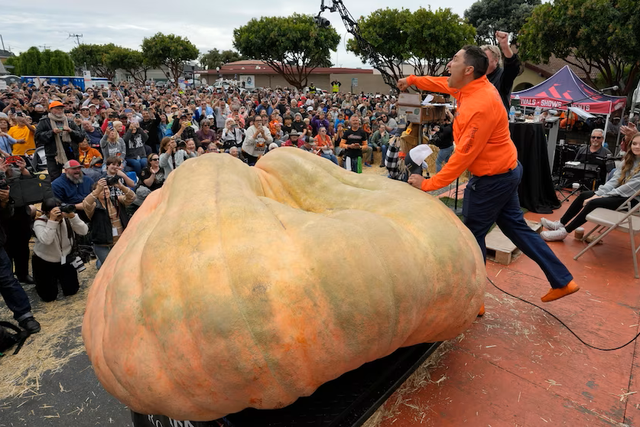 <p>The world-record busting pumpkin on display </p>