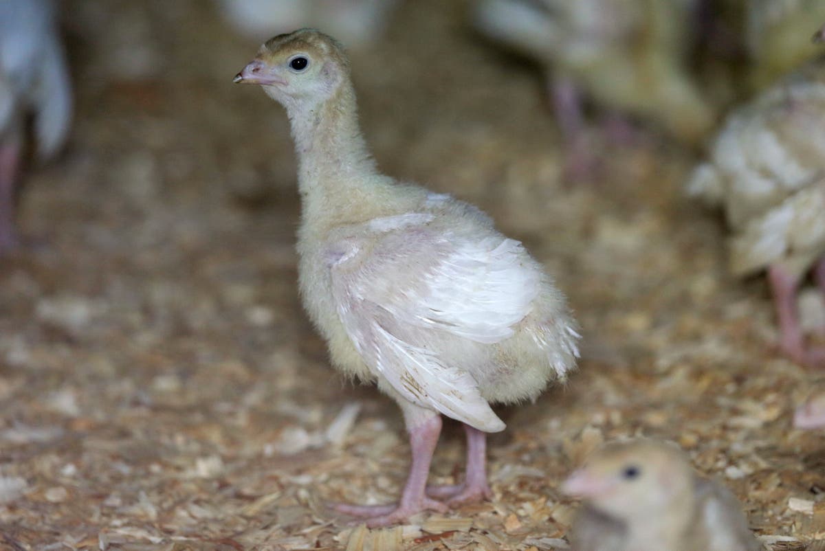 Deadly bird flu reappears in US commercial poultry flocks in Utah and South Dakota