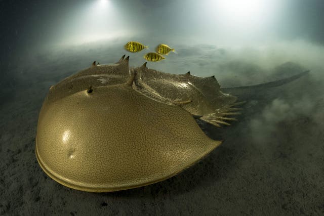 A tri-spine horseshoe crab followed by three golden trevallies (Laurent Ballesta/Wildlife Photographer of the Year/PA)