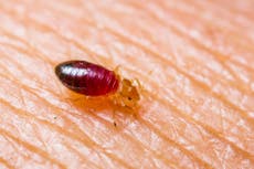 UK isn’t prepared for bedbug invasion, top disaster expert warns