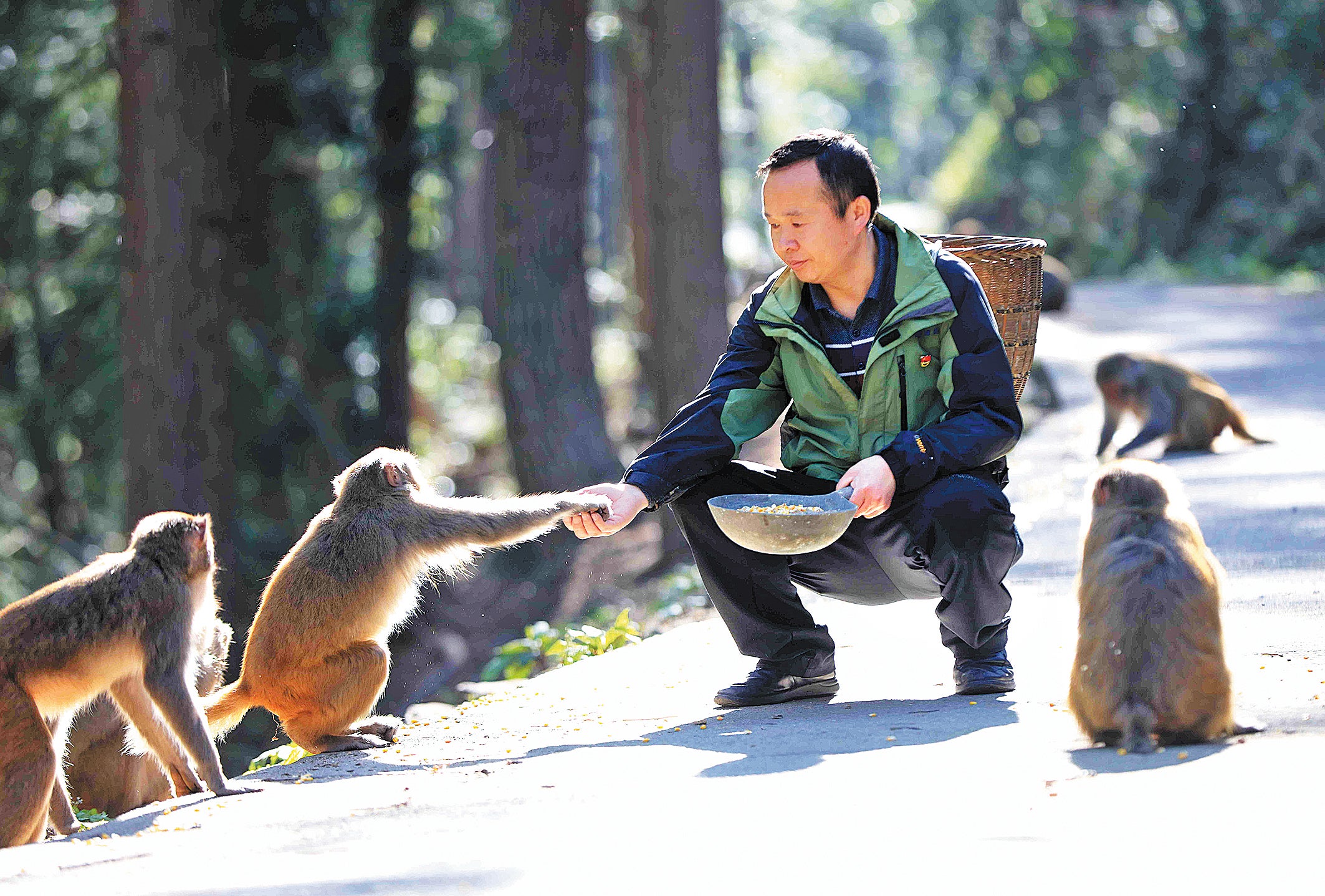 An employee of the scenic area feeds a group of wild monkeys