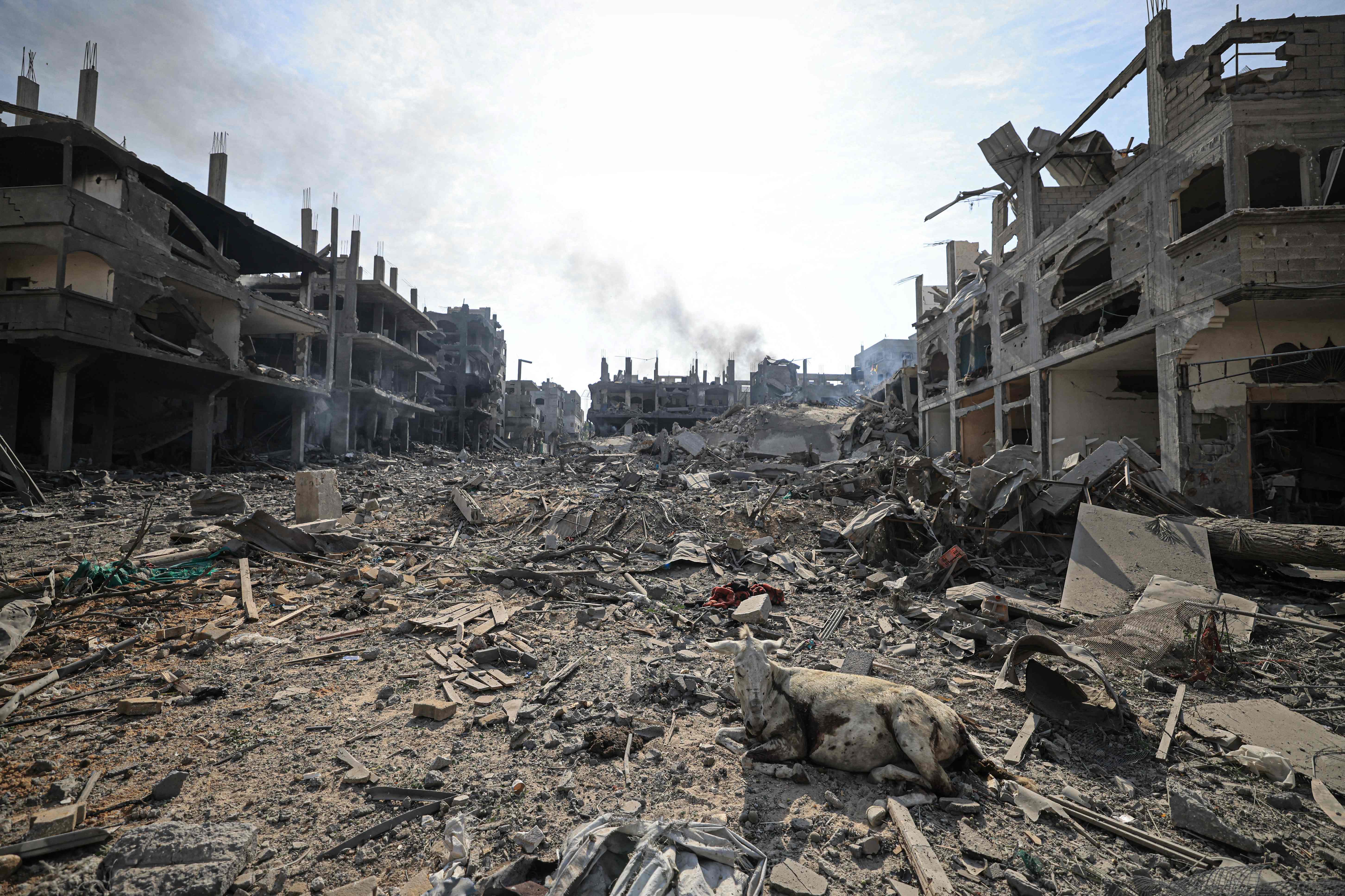 A wounded donkey sits amid the rubble in a ravaged neighbourhood in the Gaza Strip