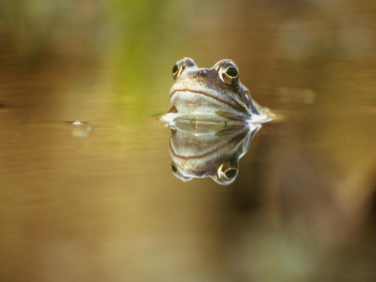 Female frogs fake death to evade unwanted male attention, study