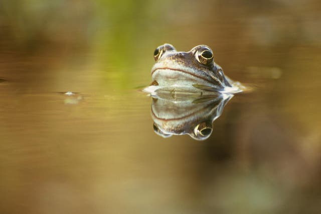 <p>Common frog (Rana temporaria)</p>